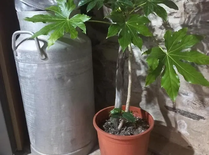 La Moraquintana Santibanez el Bajo